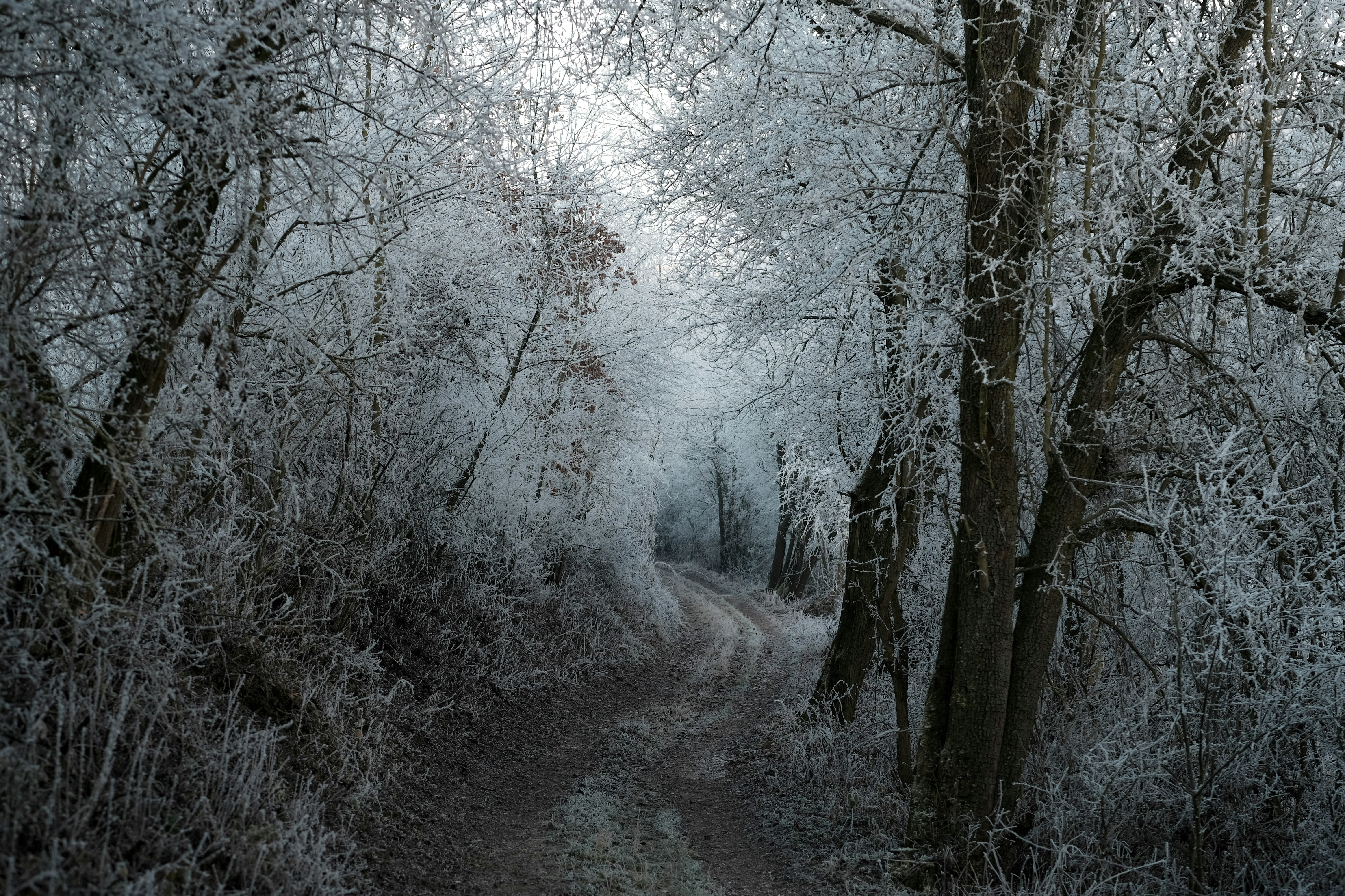 bare trees coated snow